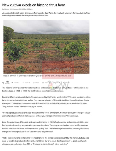 New cultivar excels on historic citrus farm
